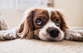 dog-2785074_1920